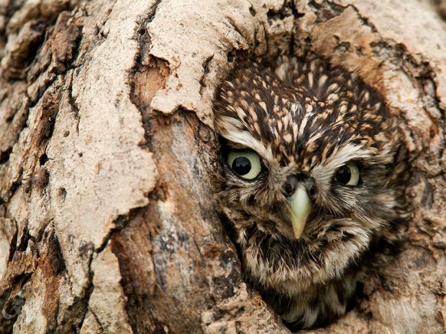 Лучшие фотографии National Geographic сентября 2014
