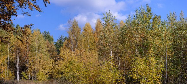 Осень на берегу реки Томь