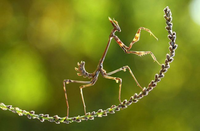 Лучшее с конкурса фотографии National Geographic 2014