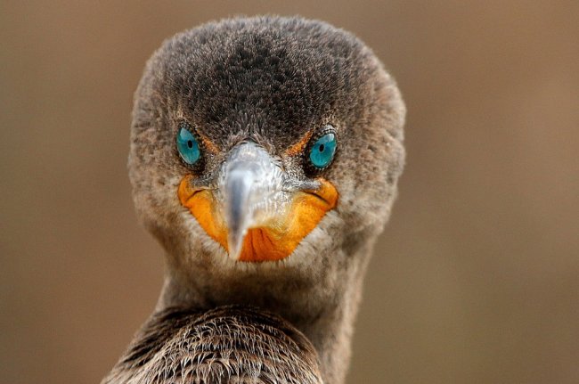 Лучшее с конкурса фотографии National Geographic 2014