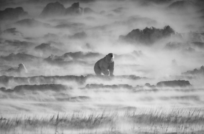 Лучшее с конкурса фотографии National Geographic 2014