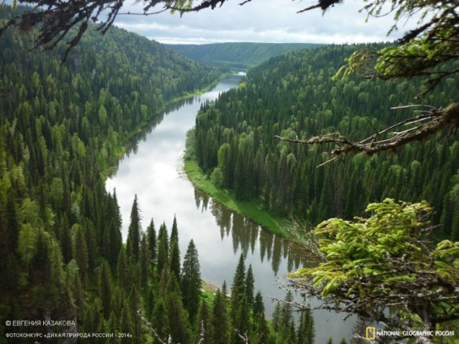 Лучшие фотографии дикой природы России