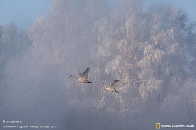 Лучшие фотографии дикой природы России