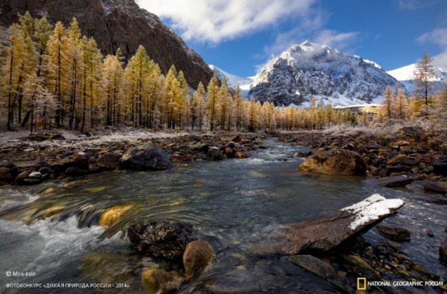 Лучшие фотографии дикой природы России