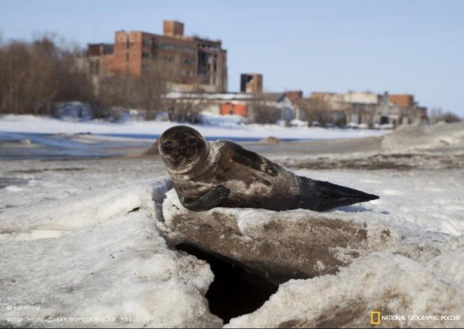 Лучшие фотографии дикой природы России