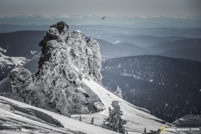 Лучшие фотографии дикой природы России