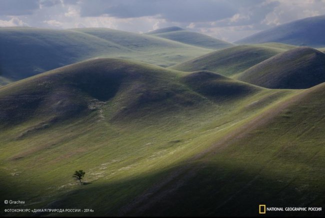 Лучшие фотографии дикой природы России