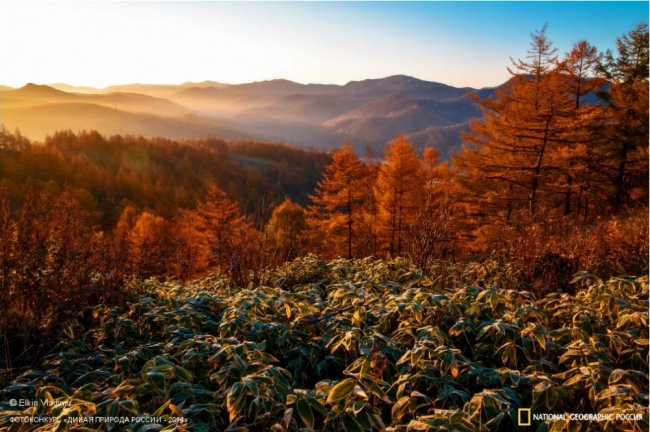 Лучшие фотографии дикой природы России