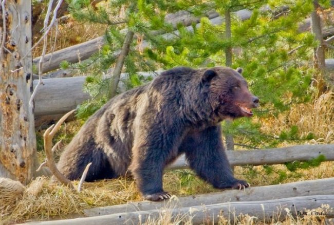 Йеллоустонский национальный парк