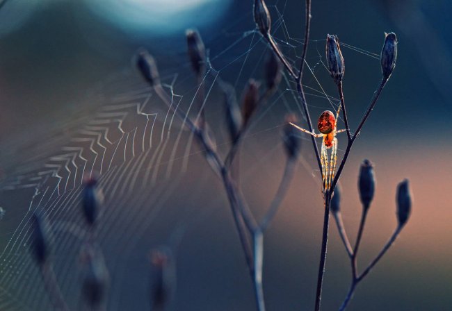 Фотоконкурс Society of Biology Photography Award 2014