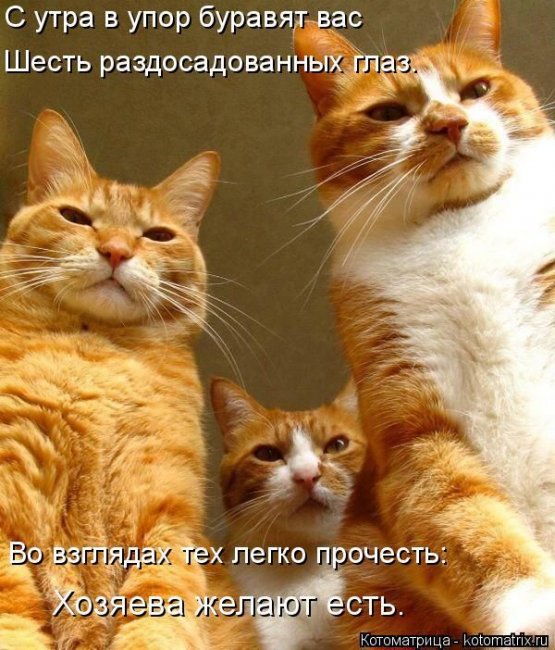 Котоматрицы