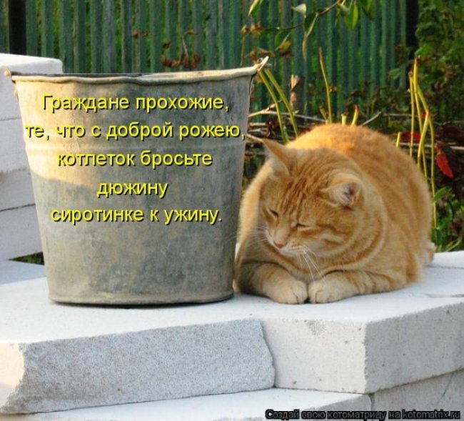 Котоматрицы