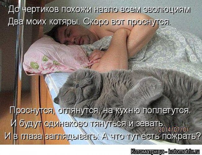 Котоматрицы