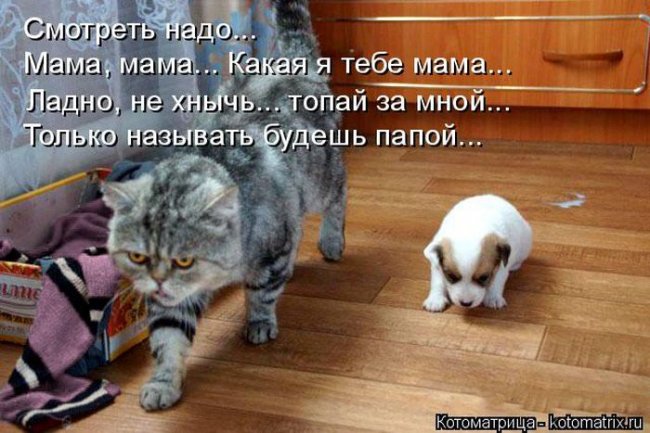 Котоматрицы