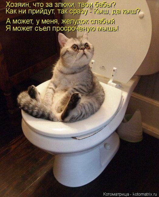 Котоматрицы