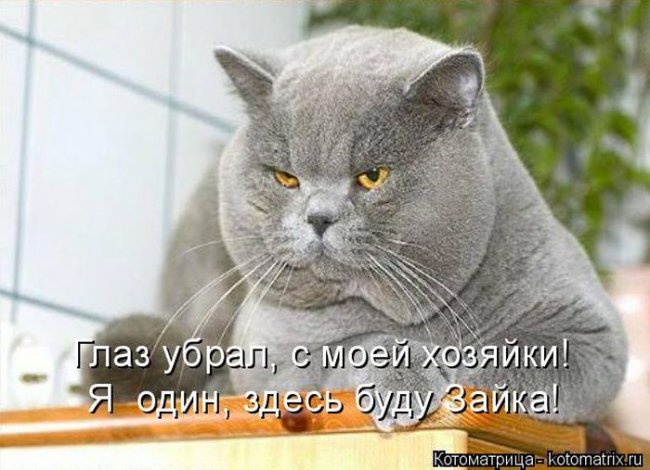 Котоматрицы