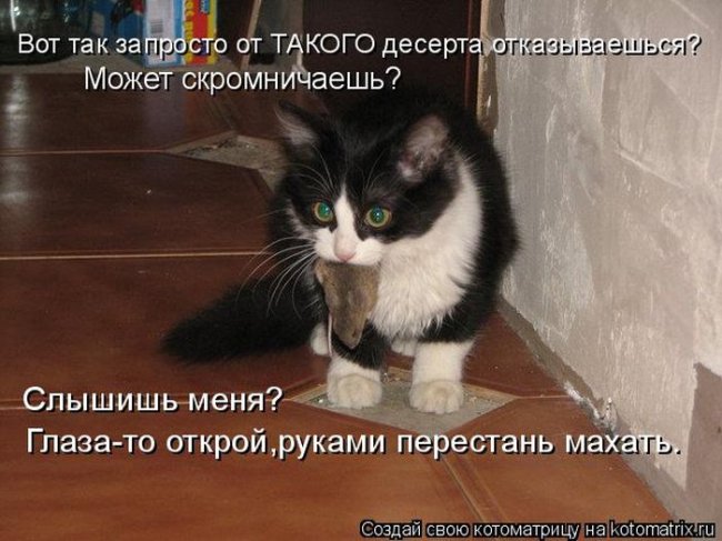 Котоматрицы