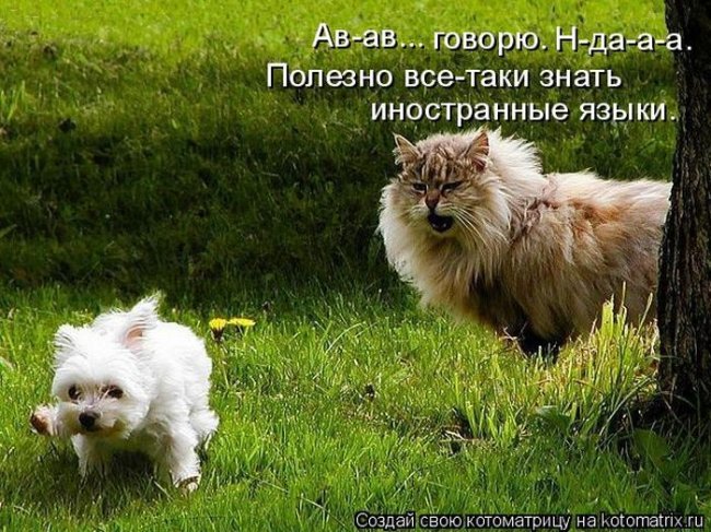 Котоматрицы