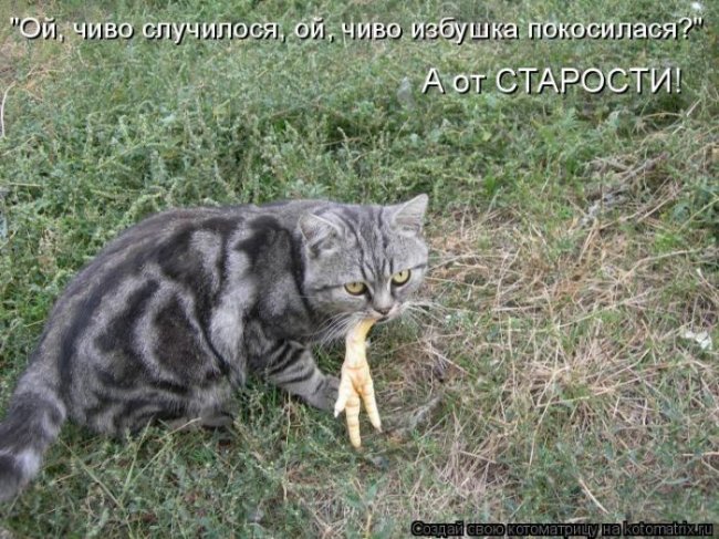 Котоматрицы