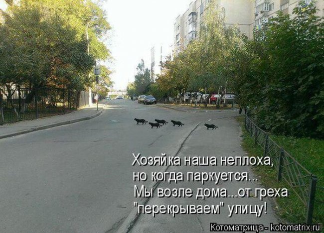 Котоматрицы