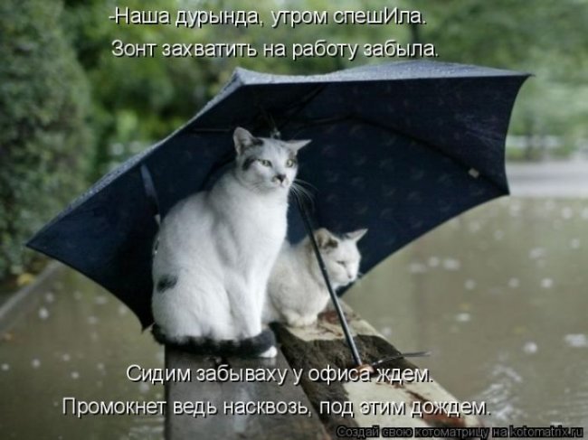 Котоматрицы