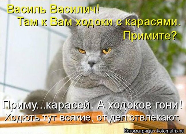 Котоматрицы