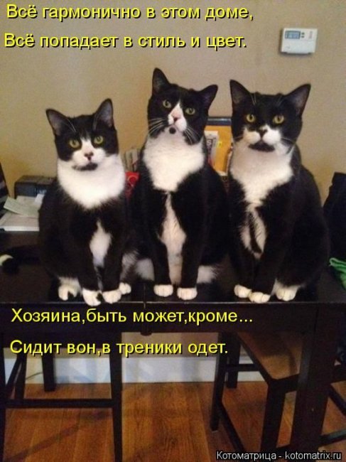 Котоматрицы