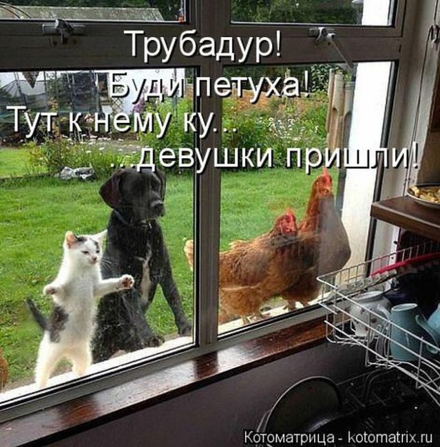 Котоматрицы