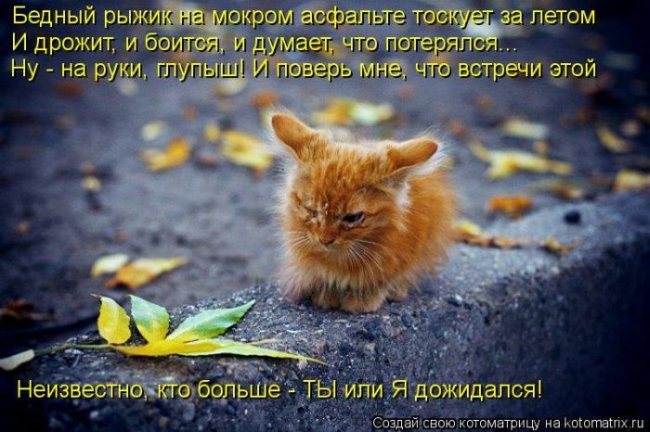 Котоматрицы