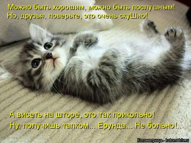 Котоматрицы