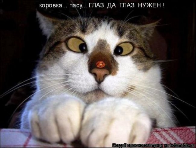 Котоматрицы