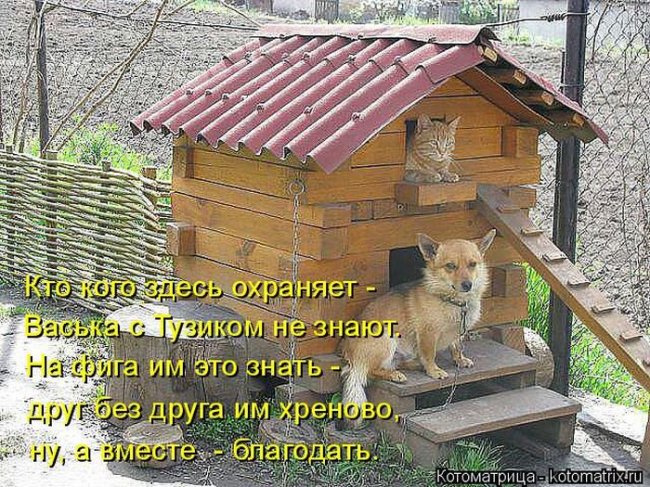 Котоматрицы