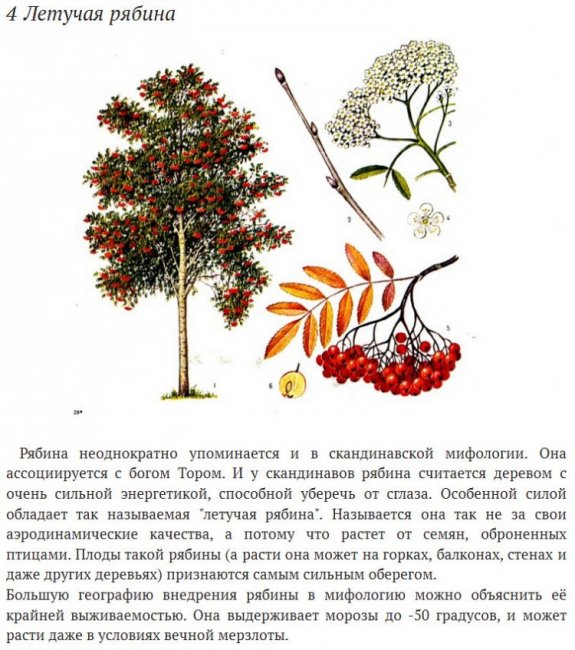 Интересные факты о рябине