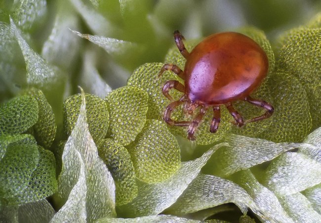 Конкурс микрофотографии Nikon Small World 2014