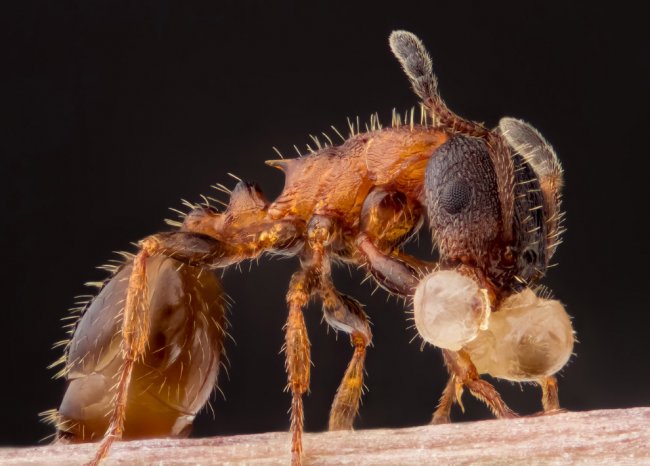 Конкурс микрофотографии Nikon Small World 2014