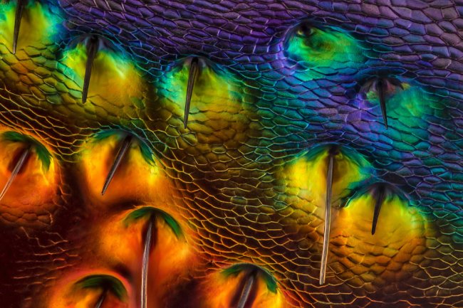 Конкурс микрофотографии Nikon Small World 2014