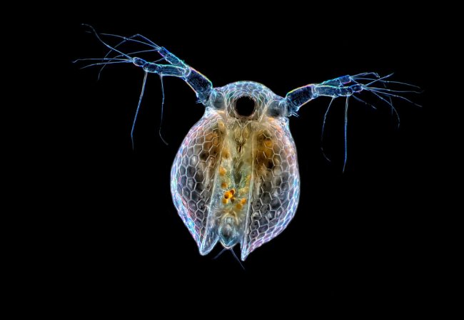 Конкурс микрофотографии Nikon Small World 2014