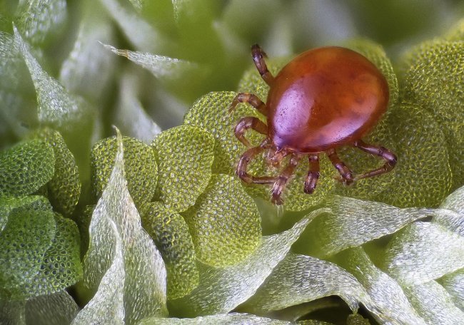 Лучшие фотографии с конкурса Nikon Small World 2014