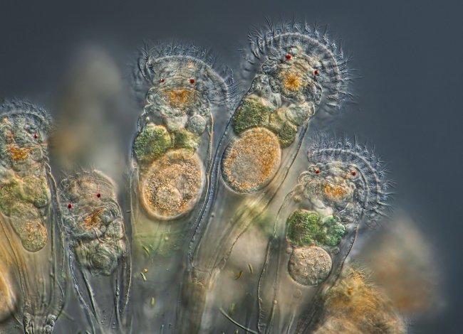 Лучшие фотографии с конкурса Nikon Small World 2014