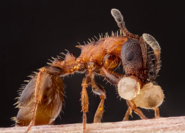 Лучшие фотографии с конкурса Nikon Small World 2014