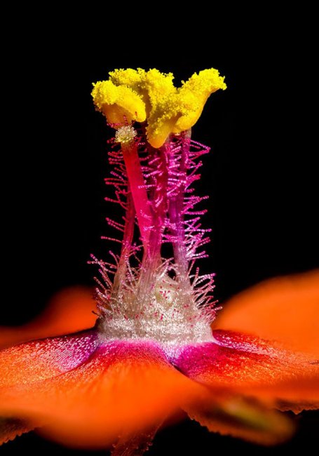 Лучшие фотографии с конкурса Nikon Small World 2014