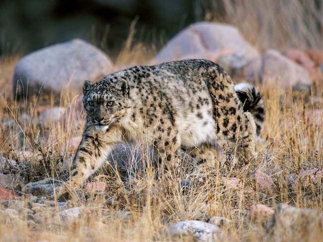 National Geographic: лучшие фотографии октября