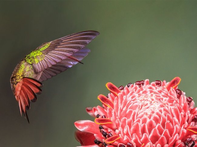 Лучшие фотографии National Geographic октября 2014