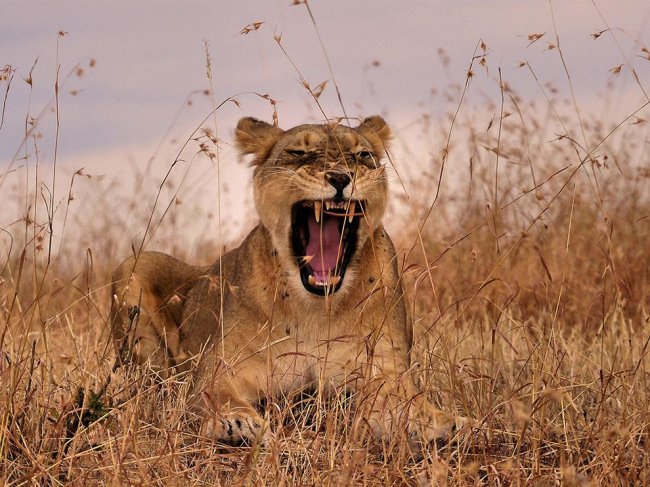 Лучшие фотографии National Geographic октября 2014