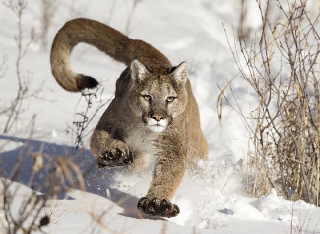 Лучшее с конкурса фотографии National Geographic 2014. Часть 2