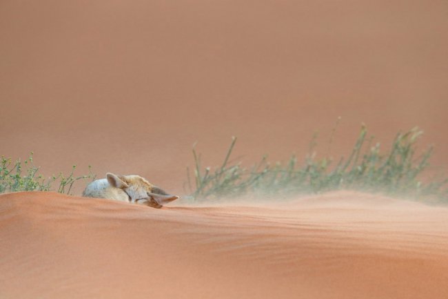 Лучшее с конкурса фотографии National Geographic 2014. Часть 2