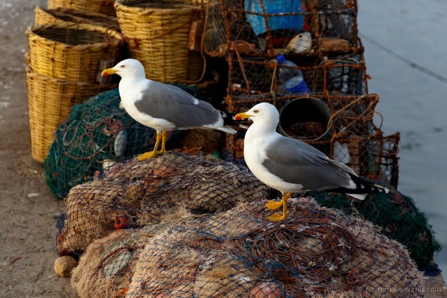 Море птиц в Марокко