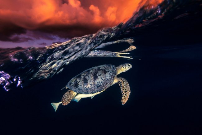 National Geographic: лучший фотограф природы 2017