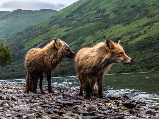 National Geographic: лучший фотограф природы 2017