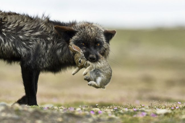 National Geographic: лучший фотограф природы 2017